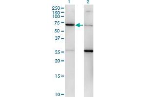 Western Blot analysis of EIF2S3 expression in transfected 293T cell line by EIF2S3 monoclonal antibody (M01), clone 2C9.