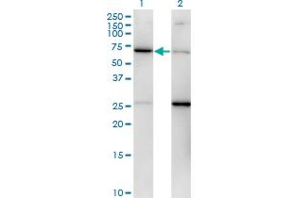 EIF2S3 anticorps  (AA 383-472)