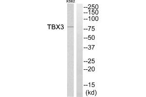 Western blot analysis of extracts from K562 cells, using TBX3 antibody. (TBX3 antibody  (Internal Region))