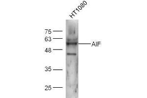Western Blotting (WB) image for anti-Apoptosis-Inducing Factor, Mitochondrion-Associated, 1 (AIFM1) (AA 131-230) antibody (ABIN724010)