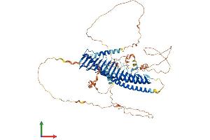 AlphaFold protein structure predicition of Human Recombinant JPH2 Protein, UniprotID Q9BR39 (Junctophilin 2 Protein (JPH2) (AA 1-696) (His tag))