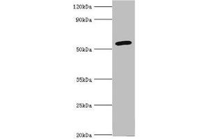 Western blot All lanes: Cytochrome P450 2F1 antibody at 8 μg/mL + A549 whole cell lysate Secondary Goat polyclonal to rabbit IgG at 1/10000 dilution Predicted band size: 56, 37 kDa Observed band size: 56 kDa (CYP2F1 antibody  (AA 100-290))