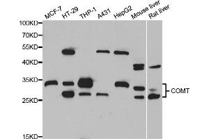 Western blot analysis of extracts of various cell lines, using COMT antibody (ABIN5973647) at 1/1000 dilution. (COMT antibody)