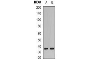 Western blot analysis of Caspase 9 p35 expression in A549 (A), HEK293T (B) whole cell lysates. (Caspase 9 p35 antibody)