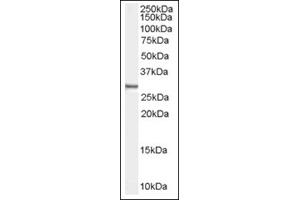 Image no. 1 for anti-Syndecan Binding Protein (Syntenin) (SDCBP) (N-Term) antibody (ABIN374747) (SDCBP antibody  (N-Term))