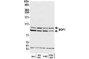 Western Blotting (WB) image for anti-Block of Proliferation 1 (BOP1) (AA 350-400) antibody (ABIN7449379)