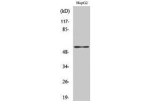 Western Blotting (WB) image for anti-Vimentin (VIM) (C-Term) antibody (ABIN3187471) (Vimentin antibody  (C-Term))