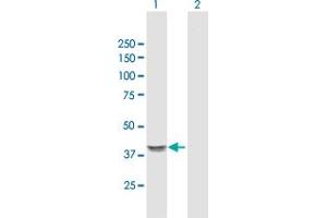 Western Blot analysis of GNA14 expression in transfected 293T cell line by GNA14 MaxPab polyclonal antibody. (GNa14 antibody  (AA 1-355))