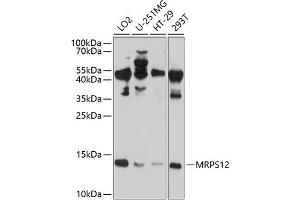 Western blot analysis of extracts of various cell lines, using MRPS12 antibody  at 1:1000 dilution.