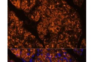 Immunofluorescence analysis of Rat pancreas using SERPINI2 Polyclonal Antibody at dilution of 1:100 (40x lens). (SERPINI2 antibody)