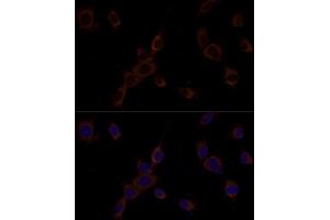 Immunofluorescence (IF) image for anti-Caspase 9, Apoptosis-Related Cysteine Peptidase (CASP9) (AA 1-98) antibody (ABIN6137975)