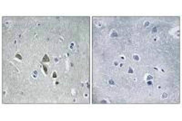 OAZ1 antibody  (N-Term)