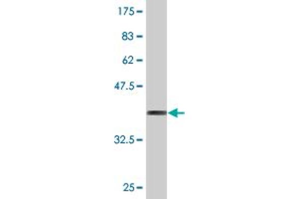 MYCBP antibody  (AA 1-103)