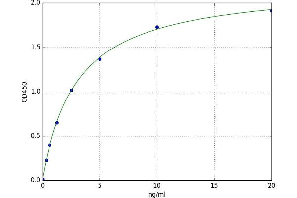 FcRn ELISA Kit
