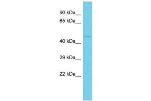 Host: Rabbit Target Name: C10orf88 Sample Type: HCT15 Whole Cell lysates Antibody Dilution: 1. (C10orf88 antibody  (C-Term))