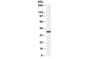 Western blot of human liver lysate with ALR antibody at 0. (GFER antibody)