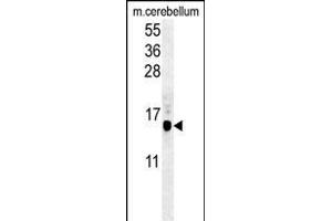 G8b (M1LC3B)-T93/Y99 1802f western blot analysis in mouse cerebellum tissue lysates (35 μg/lane). (APG8b (AA 74-106) antibody)