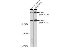 Western blot analysis of extracts of various cell lines, using ApoB Rabbit mAb (ABIN7265635) at 1:1000 dilution. (APOB antibody)