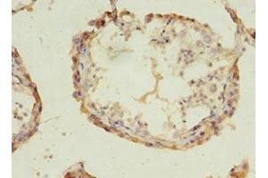 Immunohistochemistry of paraffin-embedded human testis tissue using ABIN7143242 at dilution of 1:100 (ACOT9 antibody  (AA 1-212))