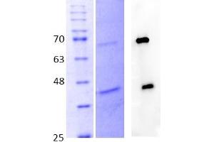 Western Blotting (WB) image for Glypican 4 (GPC4) (AA 19-529) protein (His tag) (ABIN3150528) (GPC4 Protein (AA 19-529) (His tag))