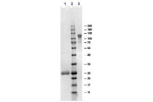 SDS-PAGE results of Goat F(ab')2 Anti-Human IgG F(ab')2 Antibody. (Goat anti-Human IgG (F(ab')2 Region) Antibody - Preadsorbed)