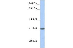 Western Blotting (WB) image for anti-Chromosome 7 Open Reading Frame 61 (C7orf61) antibody (ABIN2459744) (C7orf61 antibody)