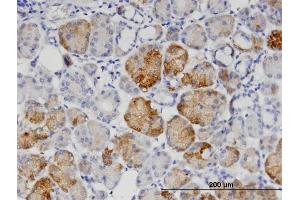 Immunoperoxidase of monoclonal antibody to GNPNAT1 on formalin-fixed paraffin-embedded human salivary gland.