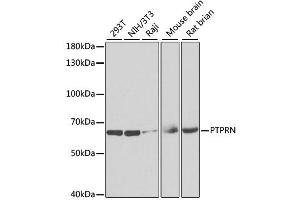 Western blot analysis of extracts of various cell lines, using PTPRN antibody (ABIN2564814) at 1:1000 dilution. (PTPRN antibody)