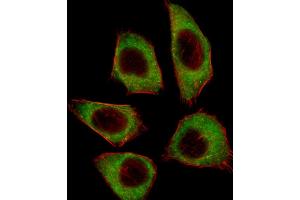 Fluorescent image of A549 cell stained with CSRNP2 Antibody (C-term) (ABIN657400 and ABIN2846440). (CSRNP2 antibody  (C-Term))
