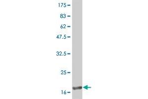 Western Blot detection against Immunogen (19. (IFNA2 antibody  (AA 24-188))