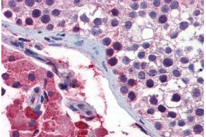 Human Testis: Formalin-Fixed, Paraffin-Embedded (FFPE) (GNAQ antibody  (AA 71-120))