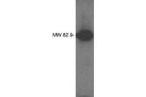 Image no. 1 for anti-Lipid Phosphate Phosphatase-Related Protein Type 4 (LPPR4) antibody (ABIN793624) (LPPR4 antibody)