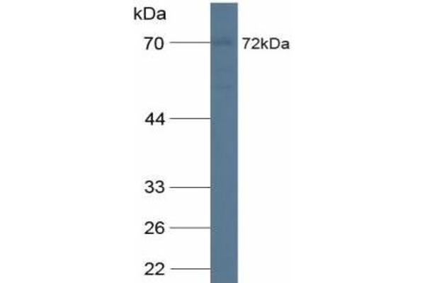CDCP1 antibody  (AA 689-836)
