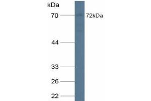 CDCP1 antibody  (AA 689-836)