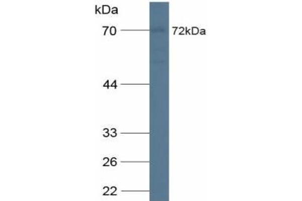 CDCP1 anticorps  (AA 689-836)
