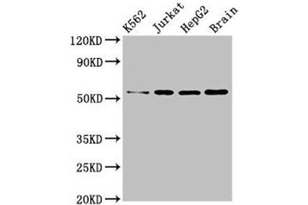 MCT3 antibody  (AA 432-504)