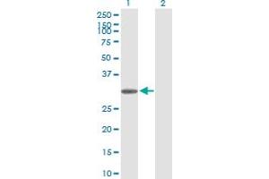 Western Blot analysis of TRH expression in transfected 293T cell line by TRH MaxPab polyclonal antibody. (TRH antibody  (AA 1-242))