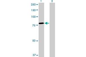 Western Blot analysis of MYB expression in transfected 293T cell line by MYB MaxPab polyclonal antibody.
