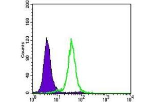 FC analysis of Hela cells using CDH1 antibody (green) and negative control (purple). (E-cadherin antibody)