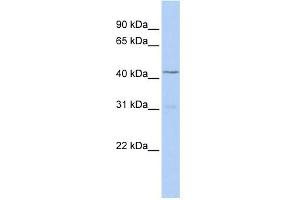 WB Suggested Anti-TBX10 Antibody Titration: 0. (T-Box 10 antibody  (Middle Region))