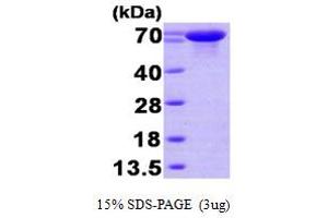 Heat Shock 70kDa Protein 7 (HSP70B) (HSPA7) (AA 1-643) protein (His tag)
