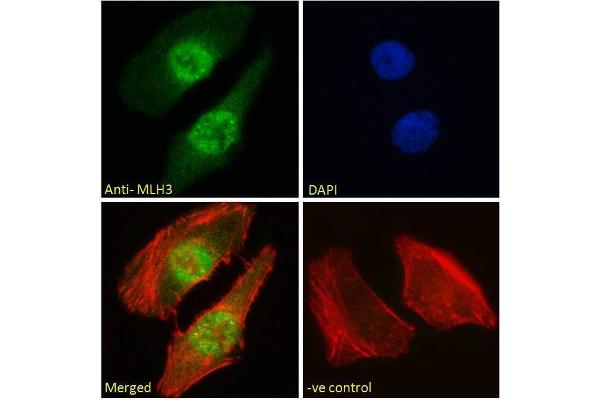 MLH3 antibody  (C-Term)