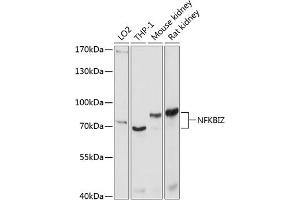 NFKBIZ antibody  (AA 1-220)