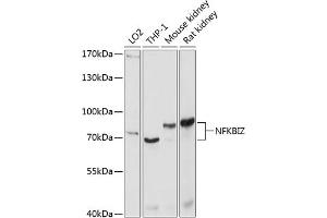 Western blot analysis of extracts of various cell lines, using NFKBIZ antibody (ABIN6130596, ABIN6144590, ABIN6144591 and ABIN6214768) at 1:1000 dilution. (NFKBIZ antibody  (AA 1-220))