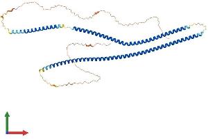 AlphaFold protein structure predicition of Human Recombinant KRT82 Protein, UniprotID Q9NSB4 (Keratin 82 Protein (KRT82) (AA 1-513) (His tag))