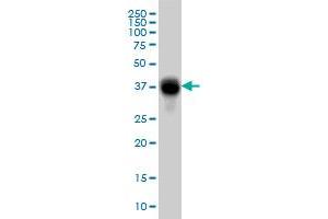 FCGR2B monoclonal antibody (M01), clone 2E10 Western Blot analysis of FCGR2B expression in K-562 . (FCGR2B antibody  (AA 45-154))