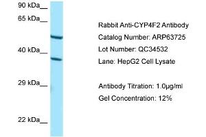 Western Blotting (WB) image for anti-Cytochrome P450, Family 4, Subfamily F, Polypeptide 2 (CYP4F2) (C-Term) antibody (ABIN970493) (CYP4F2 antibody  (C-Term))
