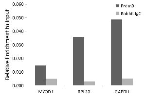 Chromatin immunoprecipitation analysis of extracts of Mouse testis, using Prdm9 antibody (ABIN7269502) and rabbit IgG. (PRDM9 antibody)