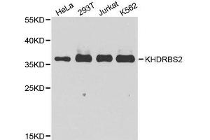 Western blot analysis of extracts of various cell lines, using KHDRBS2 antibody. (KHDRBS2 antibody  (C-Term))