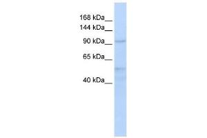 Western Blot showing INTS4 antibody used at a concentration of 1-2 ug/ml to detect its target protein. (INTS4 antibody  (Middle Region))